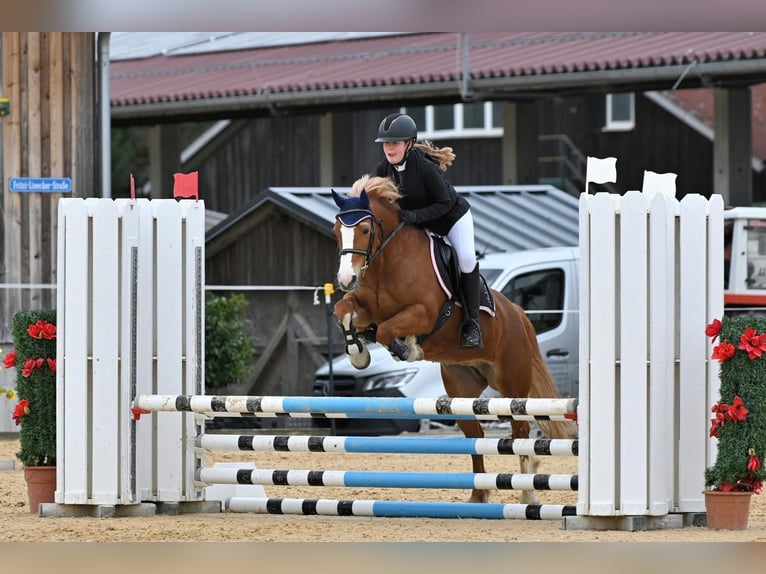 Más ponis/caballos pequeños Yegua 10 años 138 cm Alazán in DiepoldsauDiepoldsau