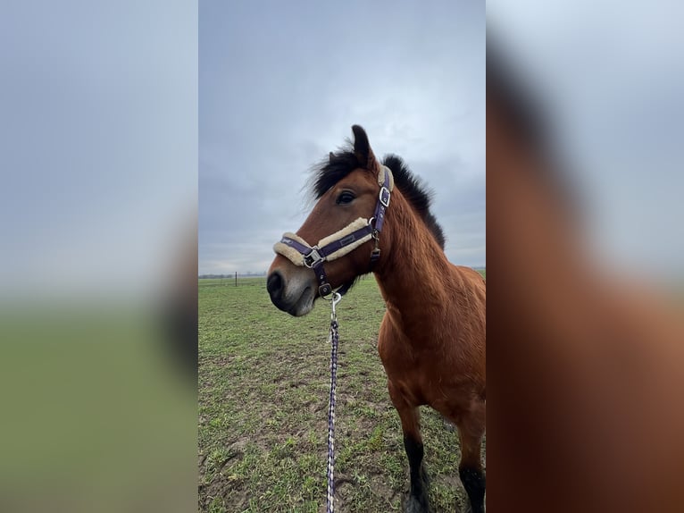 Más ponis/caballos pequeños Mestizo Yegua 10 años 140 cm Castaño oscuro in Kamp-Lintfort