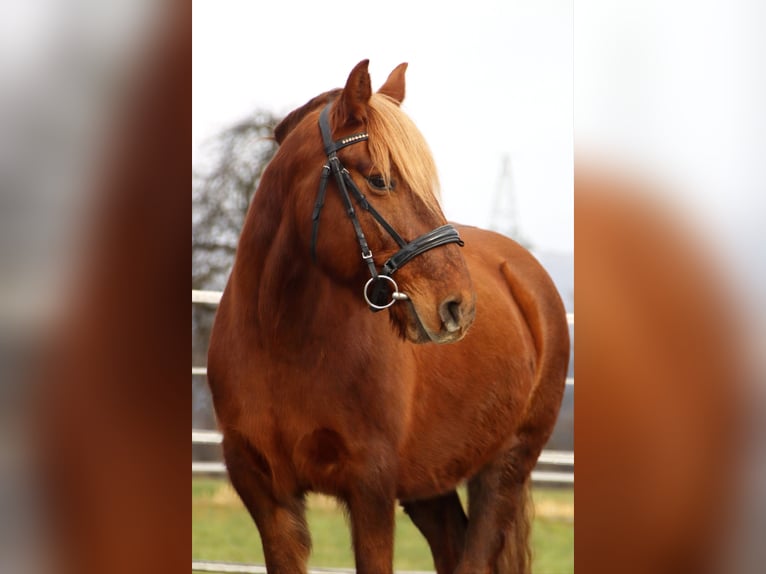 Más ponis/caballos pequeños Yegua 10 años 143 cm Alazán in Kirchbichl