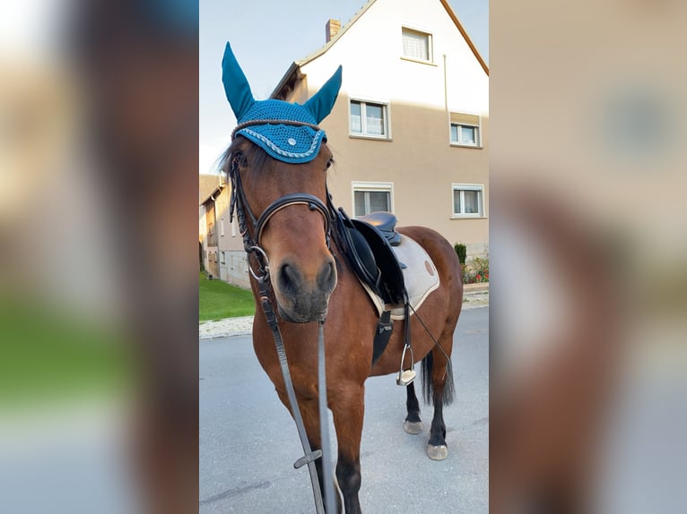 Más ponis/caballos pequeños Mestizo Yegua 10 años 143 cm Castaño in Burgkunstadt