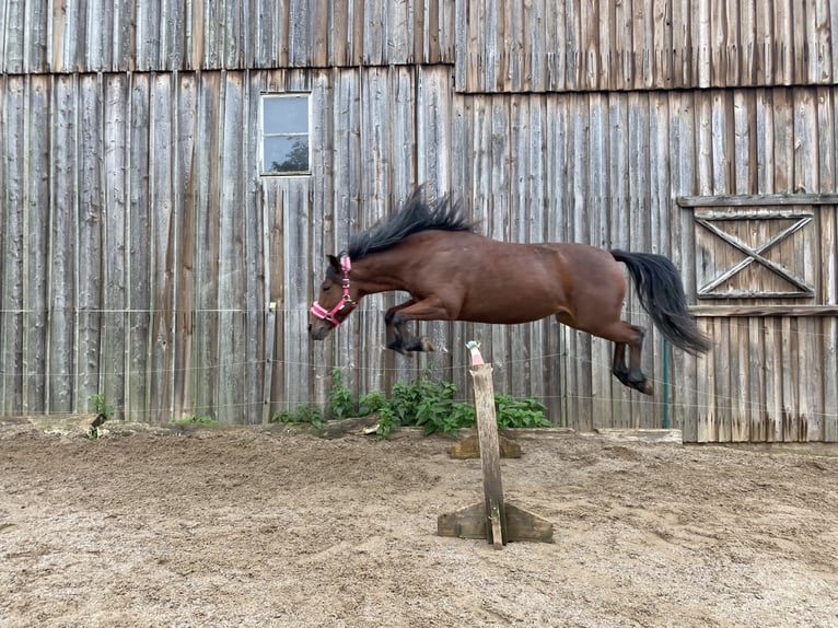 Más ponis/caballos pequeños Mestizo Yegua 10 años 143 cm Castaño in Burgkunstadt