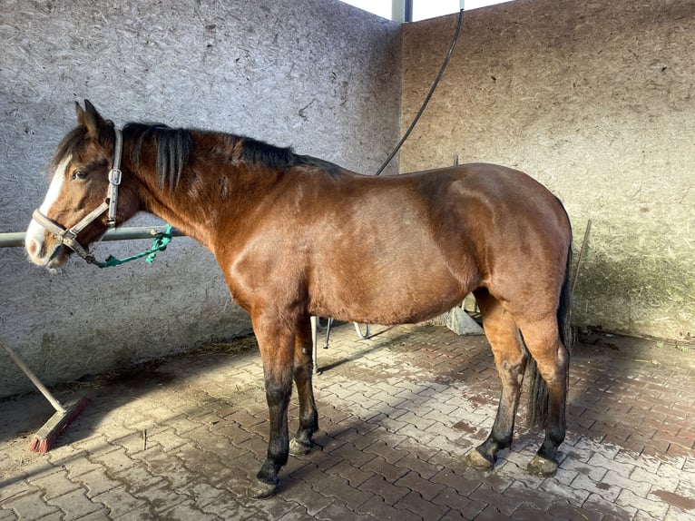 Más ponis/caballos pequeños Yegua 10 años 148 cm Castaño in Vaihingen an der Enz