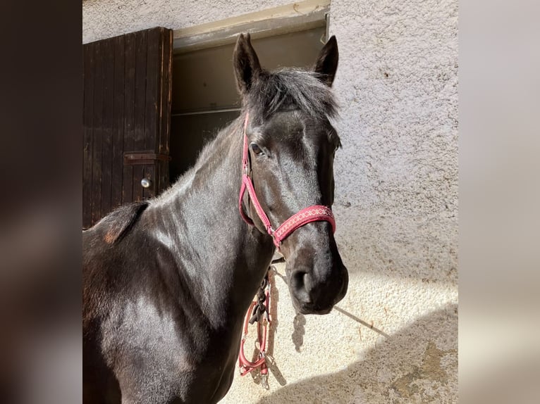 Más ponis/caballos pequeños Yegua 10 años 148 cm Negro in München-Aubing