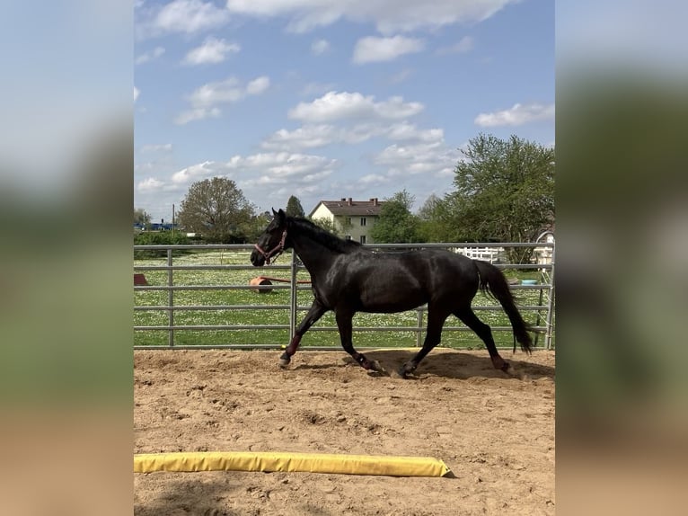 Más ponis/caballos pequeños Yegua 10 años 148 cm Negro in München-Aubing