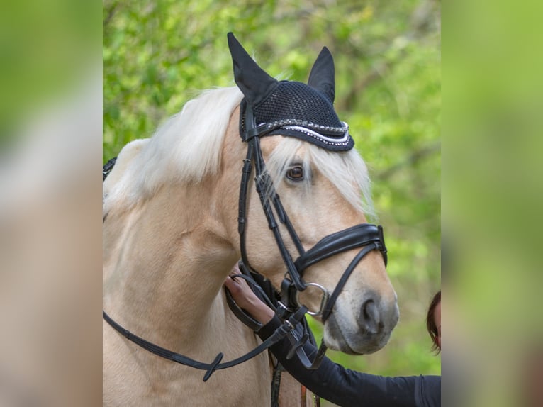 Más ponis/caballos pequeños Yegua 10 años 148 cm Palomino in Zellingen