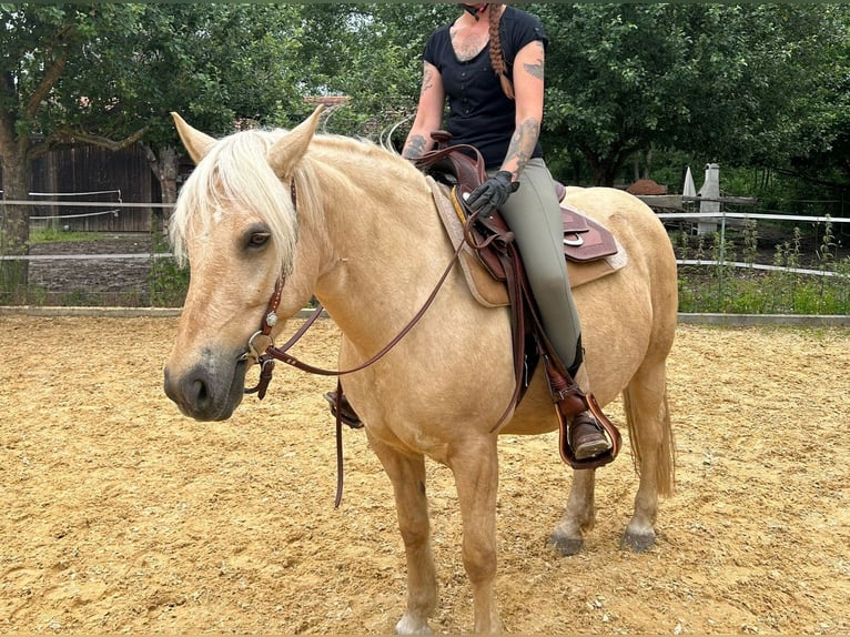 Más ponis/caballos pequeños Yegua 10 años 148 cm Palomino in Zellingen