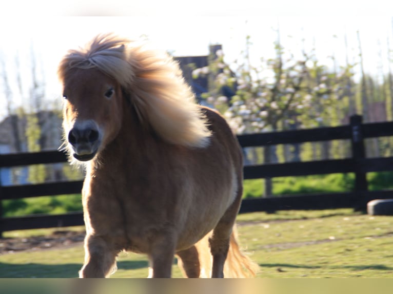 Más ponis/caballos pequeños Yegua 10 años 90 cm Castaño claro in Opheusden