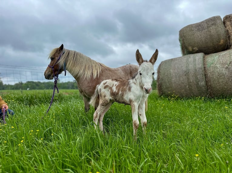 Más ponis/caballos pequeños Yegua 10 años 91 cm Ruano alazán in Wells, TX
