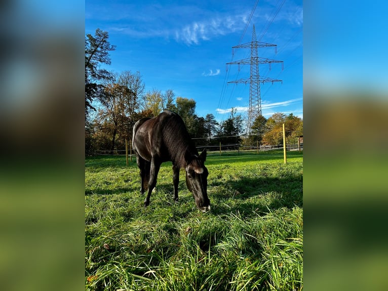 Más ponis/caballos pequeños Mestizo Yegua 10 años in Wernau