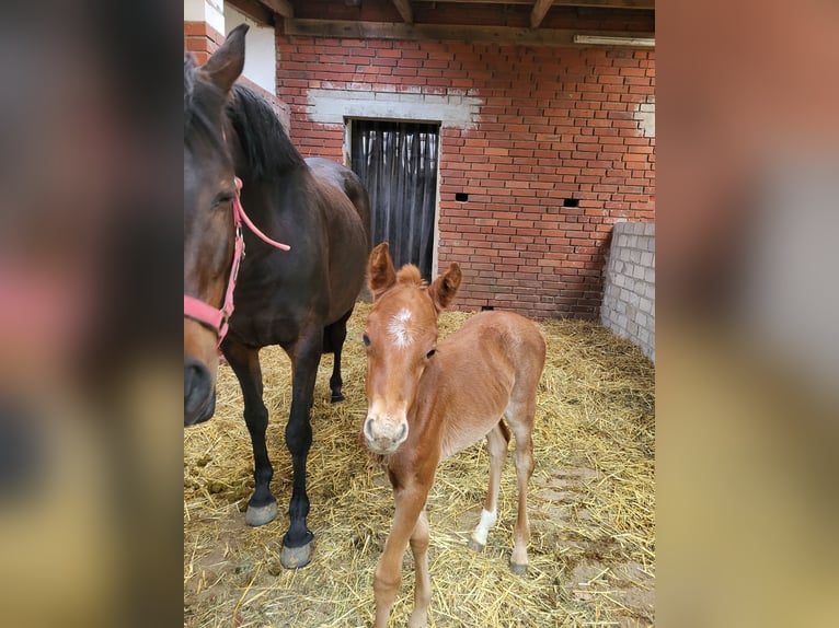 Más ponis/caballos pequeños Yegua 10 años Castaño oscuro in Südlohn