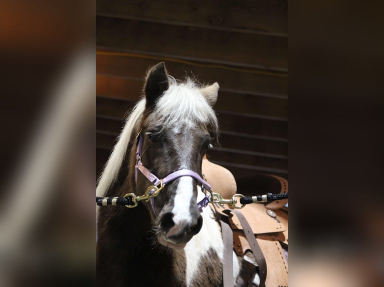 Más ponis/caballos pequeños Mestizo Yegua 11 años 122 cm in Wyalusing, PA