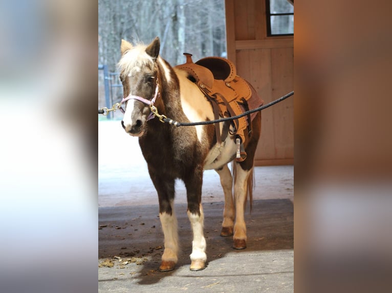 Más ponis/caballos pequeños Mestizo Yegua 11 años 122 cm in Wyalusing, PA