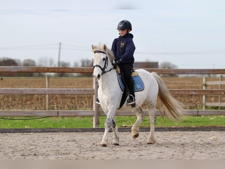 Más ponis/caballos pequeños Yegua 11 años 127 cm White/Blanco in Bogaarden