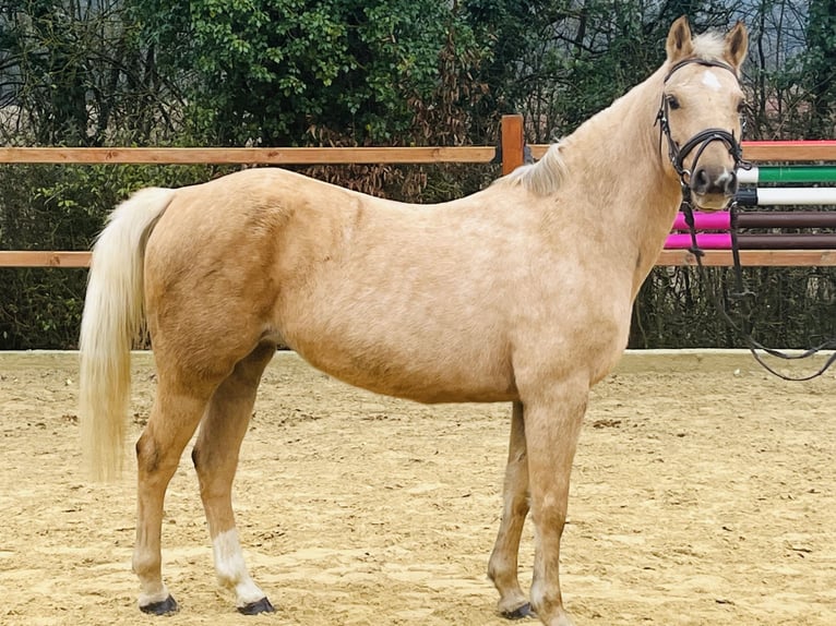 Más ponis/caballos pequeños Yegua 11 años 135 cm Palomino in Ursensollen