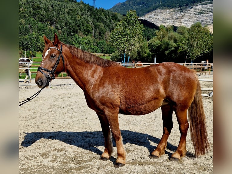 Más ponis/caballos pequeños Yegua 11 años 145 cm Alazán in Gummern