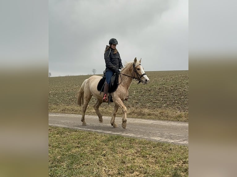 Más ponis/caballos pequeños Yegua 11 años 150 cm Palomino in Daleiden