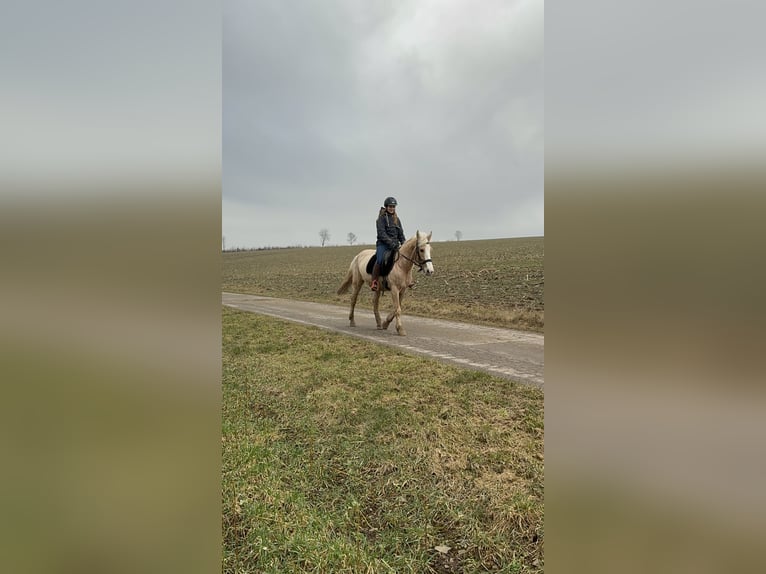 Más ponis/caballos pequeños Yegua 11 años 150 cm Palomino in Daleiden