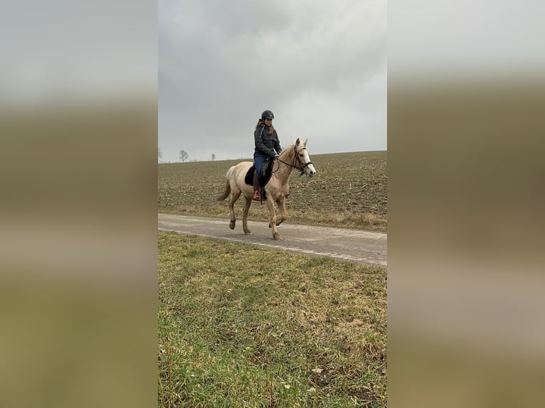 Más ponis/caballos pequeños Yegua 11 años 150 cm Palomino in Daleiden