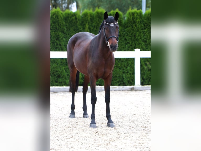 Más ponis/caballos pequeños Yegua 11 años 152 cm Castaño oscuro in Schwäbisch Hall