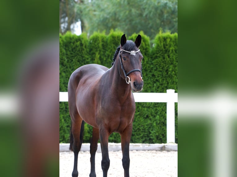 Más ponis/caballos pequeños Yegua 11 años 152 cm Castaño oscuro in Schwäbisch Hall