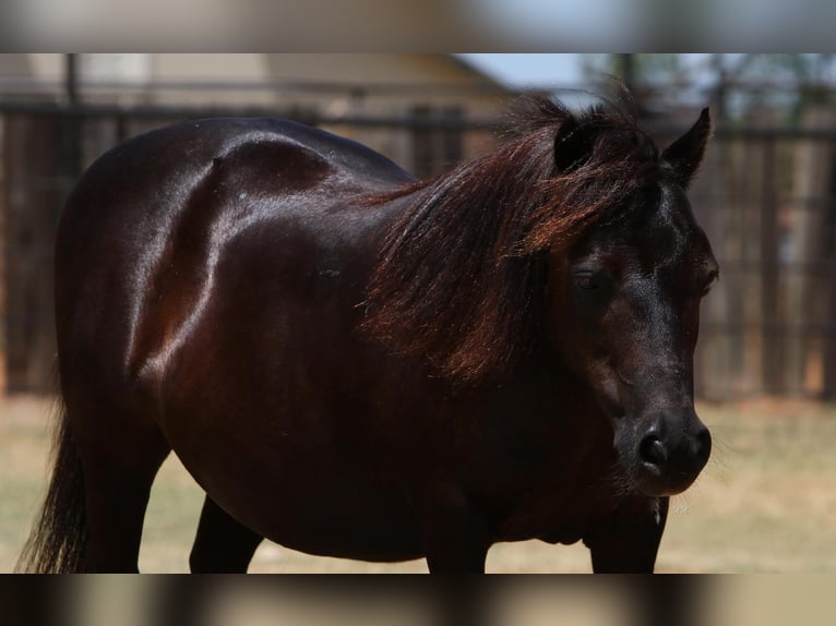 Más ponis/caballos pequeños Yegua 11 años 86 cm Castaño in Hillsboro, TX