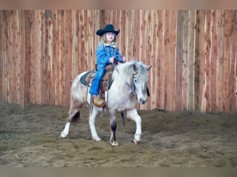 Más ponis/caballos pequeños Yegua 11 años 91 cm in Valley Springs, SD
