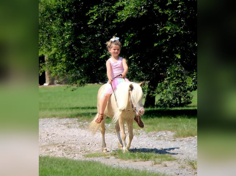 Más ponis/caballos pequeños Yegua 11 años 99 cm Palomino in Carthage, TX