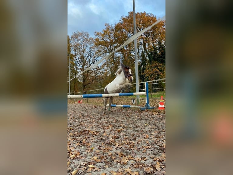 Más ponis/caballos pequeños Mestizo Yegua 12 años 115 cm Pío in Wiefelstede