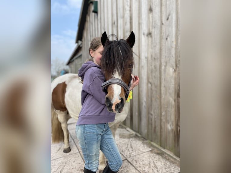 Más ponis/caballos pequeños Mestizo Yegua 12 años 115 cm Pío in Wiefelstede