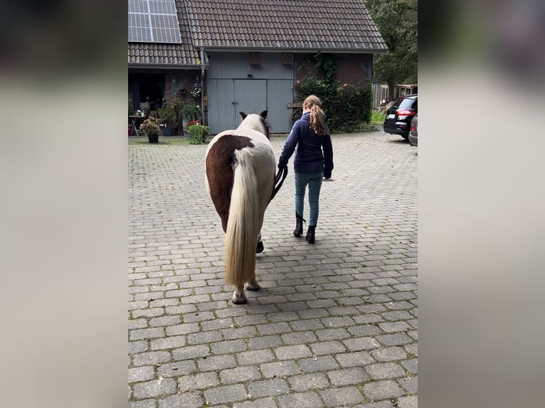 Más ponis/caballos pequeños Mestizo Yegua 12 años 115 cm Pío in Wiefelstede