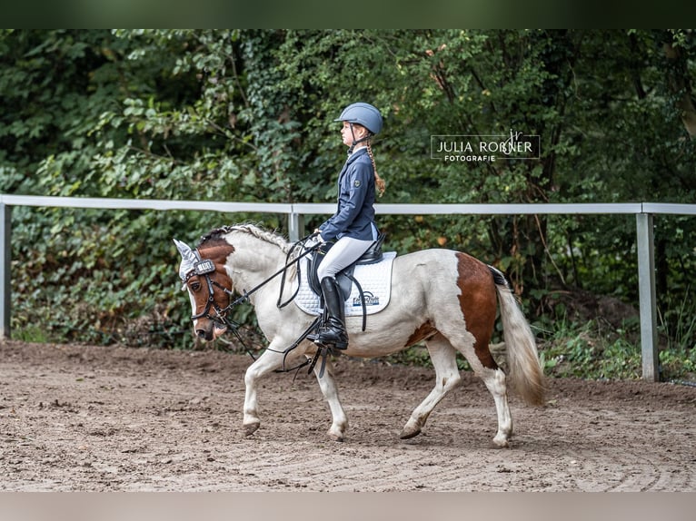 Más ponis/caballos pequeños Mestizo Yegua 12 años 115 cm Pío in Wiefelstede