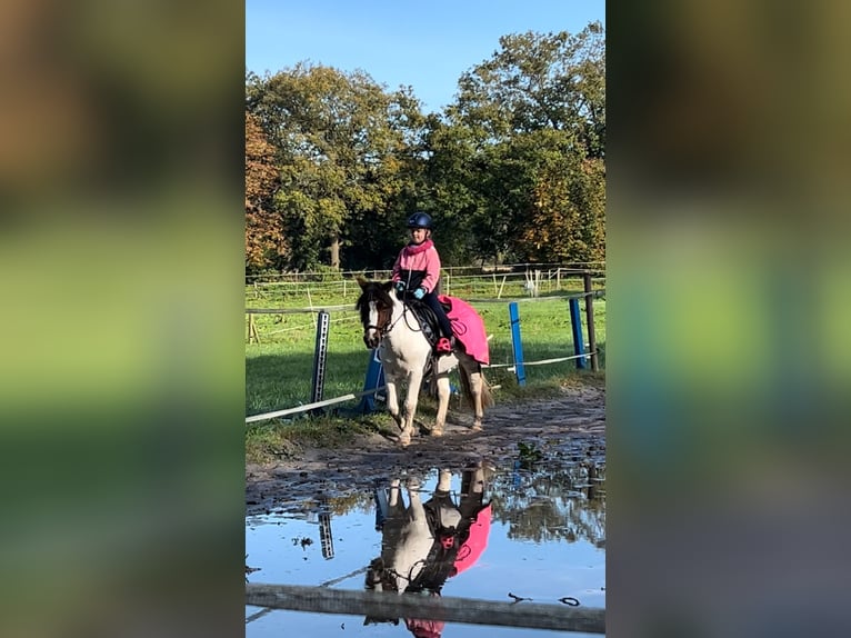 Más ponis/caballos pequeños Mestizo Yegua 12 años 115 cm Pío in Wiefelstede