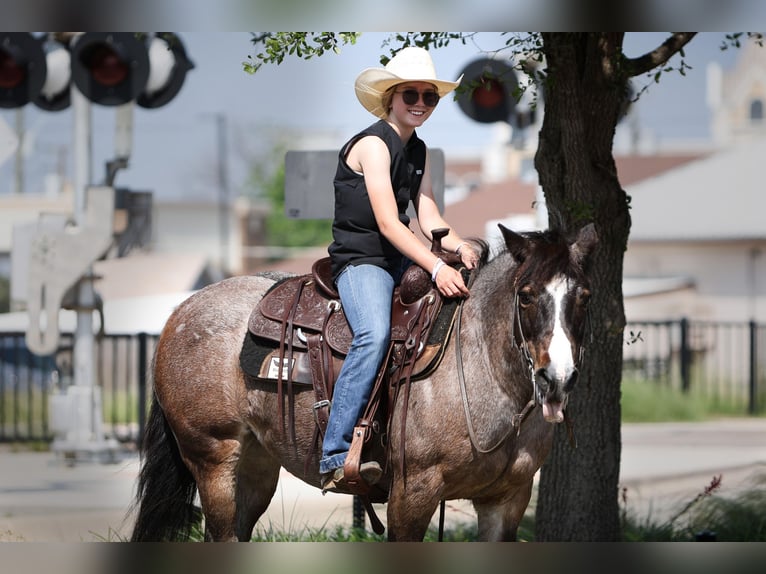 Más ponis/caballos pequeños Yegua 12 años 124 cm Castaño-ruano in Joshua