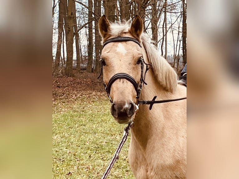 Más ponis/caballos pequeños Yegua 12 años 135 cm Palomino in Ursensollen