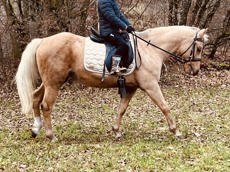 Más ponis/caballos pequeños Yegua 12 años 135 cm Palomino in Ursensollen