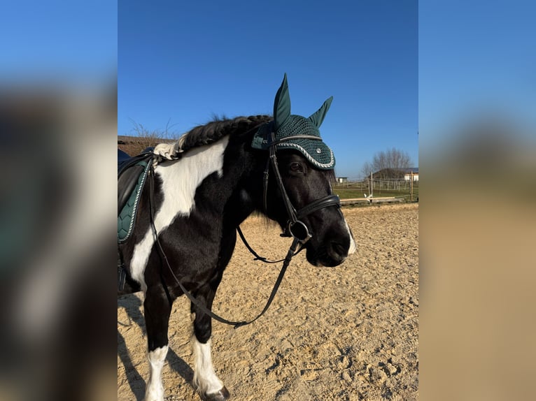 Más ponis/caballos pequeños Mestizo Yegua 12 años 142 cm Pío in Niefern-Öschelbronn