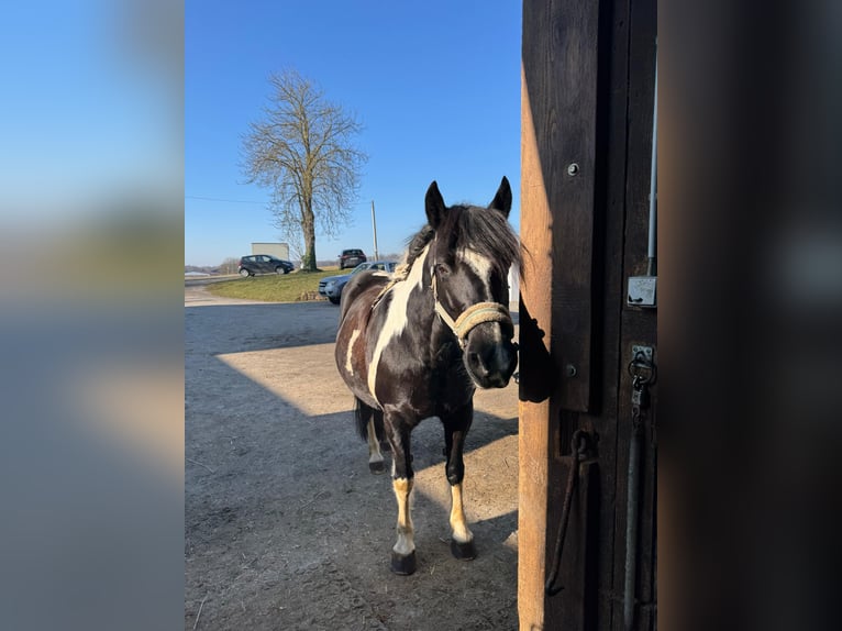 Más ponis/caballos pequeños Mestizo Yegua 12 años 142 cm Pío in Niefern-Öschelbronn