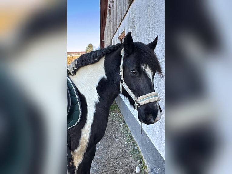 Más ponis/caballos pequeños Mestizo Yegua 12 años 142 cm Pío in Niefern-Öschelbronn