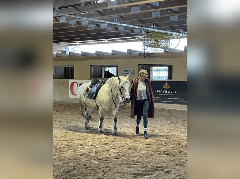 Más ponis/caballos pequeños Mestizo Yegua 12 años 143 cm Tordo in Neuhausen