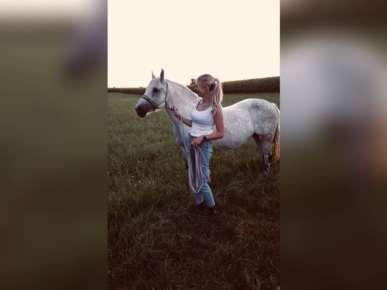 Más ponis/caballos pequeños Mestizo Yegua 12 años 143 cm Tordo in Neuhausen