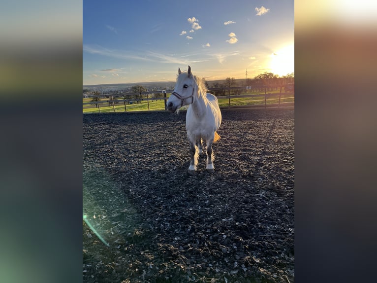 Más ponis/caballos pequeños Mestizo Yegua 12 años 143 cm Tordo in Neuhausen