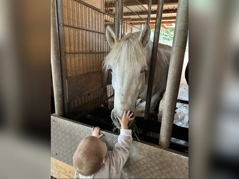 Más ponis/caballos pequeños Mestizo Yegua 12 años 143 cm Tordo in Neuhausen