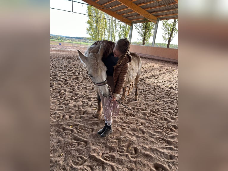 Más ponis/caballos pequeños Mestizo Yegua 12 años 143 cm Tordo in Neuhausen