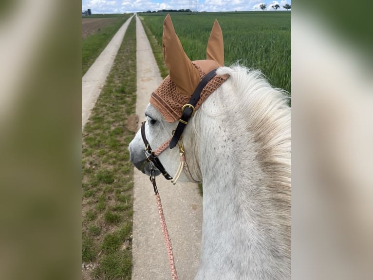 Más ponis/caballos pequeños Mestizo Yegua 12 años 143 cm Tordo in Neuhausen