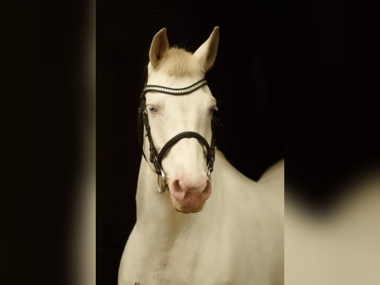 Más ponis/caballos pequeños Yegua 12 años 148 cm Cremello in Kaunas