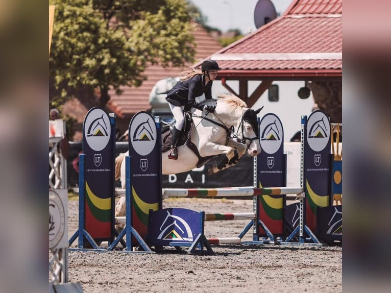 Más ponis/caballos pequeños Yegua 12 años 148 cm Cremello in Kaunas