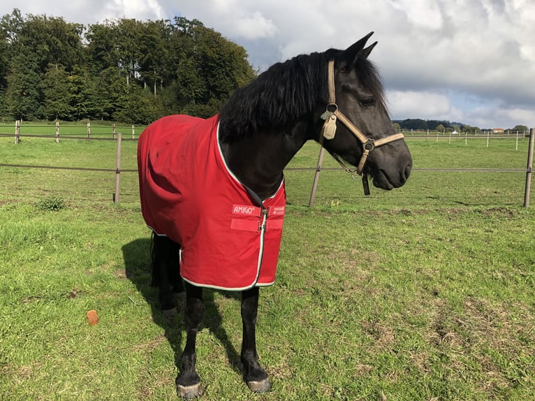 Más ponis/caballos pequeños Mestizo Yegua 12 años 155 cm Negro in Lienen