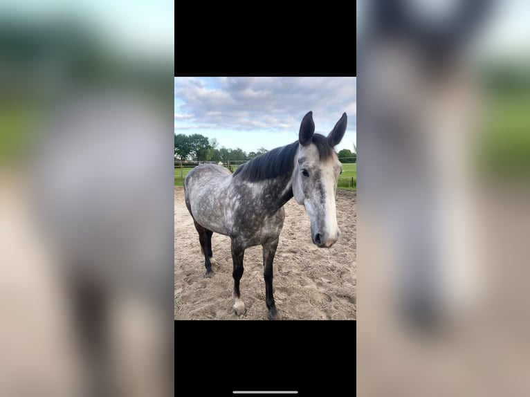 Más ponis/caballos pequeños Yegua 12 años 166 cm Tordo rodado in Deggendorf