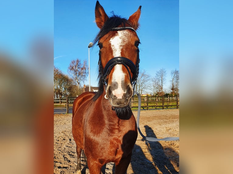 Más ponis/caballos pequeños Yegua 12 años in Toldijk