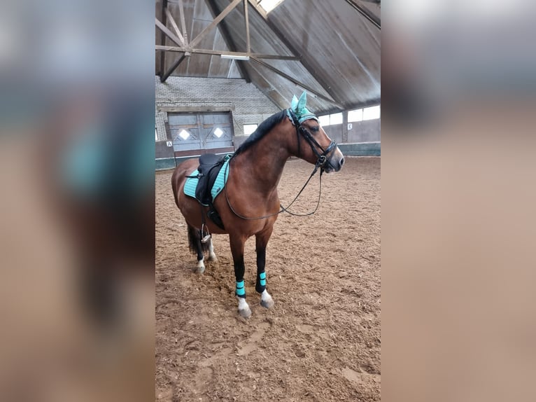 Más ponis/caballos pequeños Yegua 12 años in Toldijk